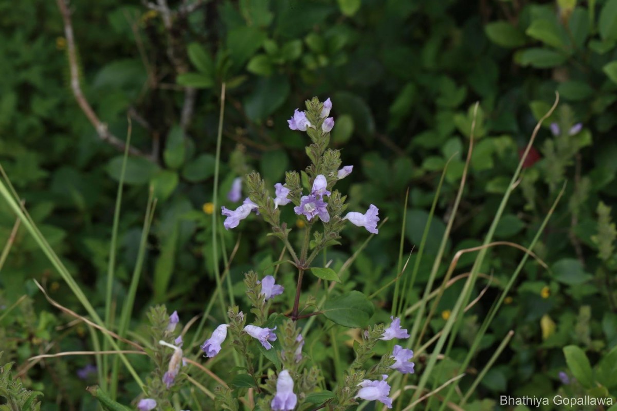 Strobilanthes rhamnifolia var. rhamnifolia (Nees) T. Anderson